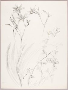 Ohne Titel (Botanische Studie) von George Elbert Burr