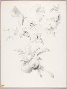Ohne Titel (Botanische Studie) von George Elbert Burr