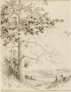Ohne Titel (Transferzeichnung für Old Pine, Estes Park) von George Elbert Burr