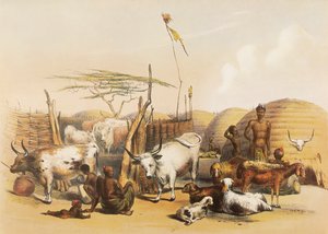 Ein Zulu-Kraal am Umgaki-Fluss in Natal von George French Angas