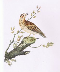 Waldlerche, Natur in Großbritannien veröffentlicht von Collins von George Graves