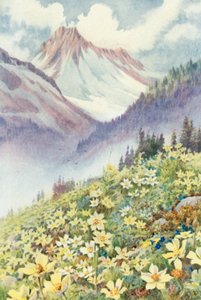 Schwefelanemonen an den Hängen von Le Planet von George Jackson Flemwell