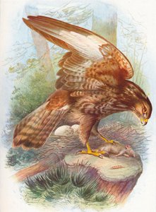 Mäusebussard - Buteo vulgaris, um 1910, 1910