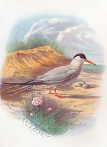 Flussseeschwalbe - Sterna fluviatilis, um 1910 von George James Rankin