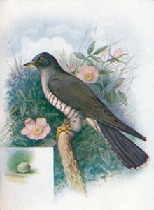 Kuckuck - Cuculus canorus, um 1910 von George James Rankin