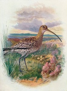 Großer Brachvogel - Numenius arquata, um 1910 von George James Rankin