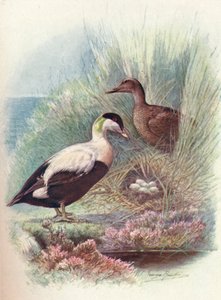 Eiderente - Somateria mollissima, um 1910 von George James Rankin