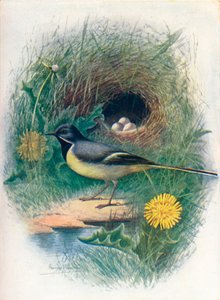 Gebirgsstelze - Motacilla melanope von George James Rankin