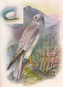 Kornweihe - Circus cyaneus, um 1910 von George James Rankin