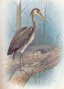 Reiher - Ardea cinerea, um 1910 von George James Rankin