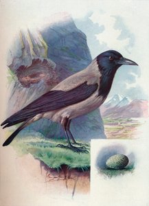 Nebelkrähe - Corvus cornix, um 1910, 1910 von George James Rankin