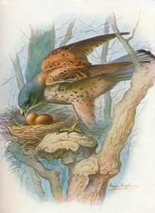 Turmfalke - Falco tinnunculus, um 1910, 1910 von George James Rankin