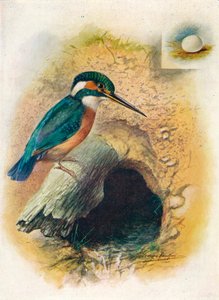 Eisvogel - Alcedo ispida, ca. 1910, 1910