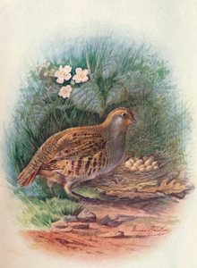 Rebhuhn - Perdix cinerea, um 1910 von George James Rankin