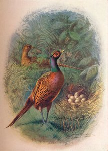 Fasan - Phasianus colchicus, um 1910 von George James Rankin