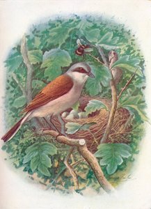 Rotrückenwürger - Lanius collurio, ca. 1910