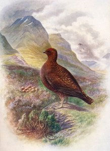 Moorschneehuhn - Lagopus scoticus, um 1910 von George James Rankin