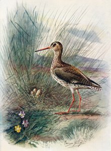 Rotschenkel - Totanus calidris, ca. 1910 von George James Rankin