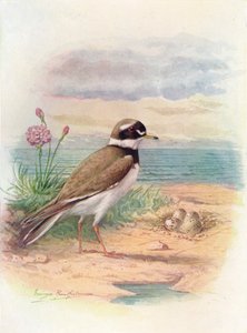 Sandregenpfeifer - Aegialitis hiaticola, ca. 1910