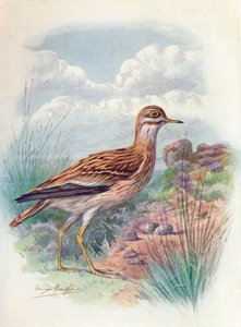 Triel, Norfolkregenpfeifer oder Dickknopf - OEdicnemus scolopax, ca. 1910