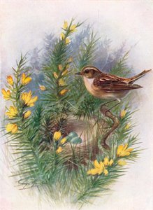 Braunkehlchen - Pratincola rubetra, ca. 1910