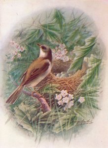 Dorngrasmücke - Sylvia cinerea, um 1910, 1910