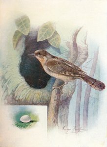 Wendehals - Iynx torquilla, ca. 1910 von George James Rankin