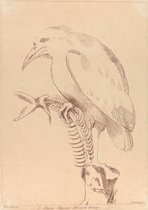 Ohne Titel: Vogel hält Fischskelett von George Knapton