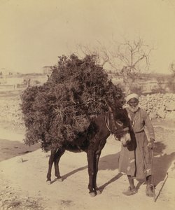 Esel, der eine Ladung Wurzeln und Zweige für Brennholz trägt, Palästina, ca. 1900 von Bartolome Esteban and studio Murillo