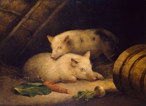 Schweine, spätes 18. Jahrhundert