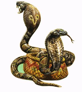 Königskobras