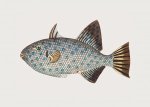 Gefleckter Balist