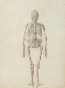 Eine vergleichende anatomische Darstellung der Struktur des menschlichen Körpers mit der eines Tigers und eines gewöhnlichen Huhns: Menschliches Skelett, Rückansicht von George Stubbs