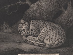Ein schlafender Leopard, vom Künstler graviert, veröffentlicht 1791 (Radierung) von George Stubbs