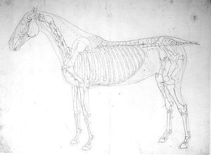 Anatomische Studie eines Pferdes von George Stubbs