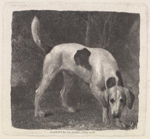Hund [Ein Foxhound auf der Spur] von George Stubbs