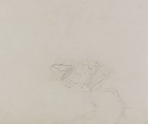 Dorking Huhn Körper, Seitenansicht, aus Ein Vergleichender Anatomischer Exposition der Struktur des menschlichen Körpers mit der eines Tigers und eines gewöhnlichen Huhns, 1795-1806