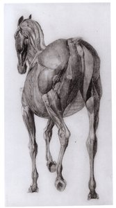 Rückenansicht der Muskelstruktur eines schrittweise sezierten Pferdes, Studie Nr. 7 aus Die Anatomie des Pferdes, 1766 von George Stubbs