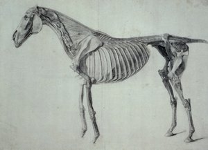Fertige Studie für die fünfte anatomische Tafel eines Pferdes (Graphit auf Papier)