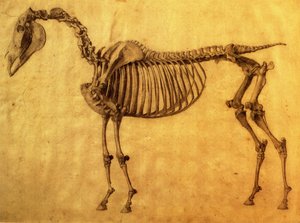 Fertige Studie für die erste Skeletttafel eines Pferdes, um 1766 von George Stubbs