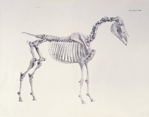 Erster Skelett-Tisch, aus Die Anatomie des Pferdes von George Stubbs