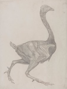 Vogelkörper, Seitenansicht (Wahrscheinlich zur Übertragung auf die Platte für die Gravur von Tafel XV vorbereitet) von George Stubbs