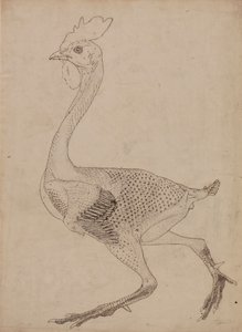 Vogelkörper, Seitenansicht von George Stubbs