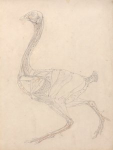 Vogelkörper, Seitenansicht (Studie für die Schlüsselfigur zu Tabelle XV) von George Stubbs