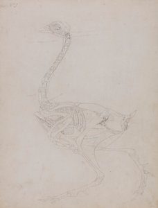 Vogelkörper, Seitenansicht von George Stubbs