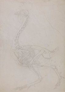 Vogelskelett, Seitenansicht (Umrisszeichnung) von George Stubbs