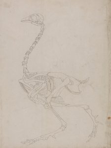Vogelskelett, Seitenansicht (Umrisszeichnung des Skeletts) von George Stubbs