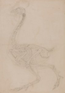Vogelskelett, Seitenansicht von George Stubbs