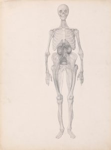 Menschliche Figur, Vorderansicht (Fertige Studie des letzten Stadiums der Präparation) von George Stubbs
