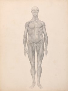 Menschliche Figur, Vorderansicht, Haut und darunterliegende Faszienschichten entfernt (Fertige Studie für Tabelle XI)